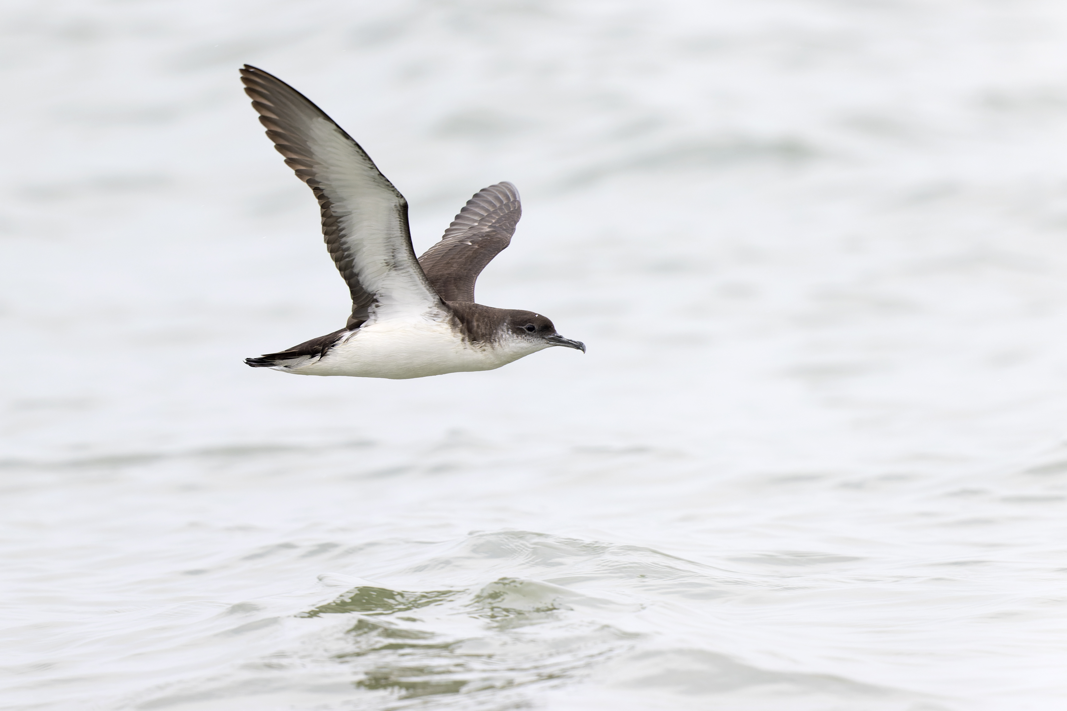 Puffin des Anglais et Anchois commun